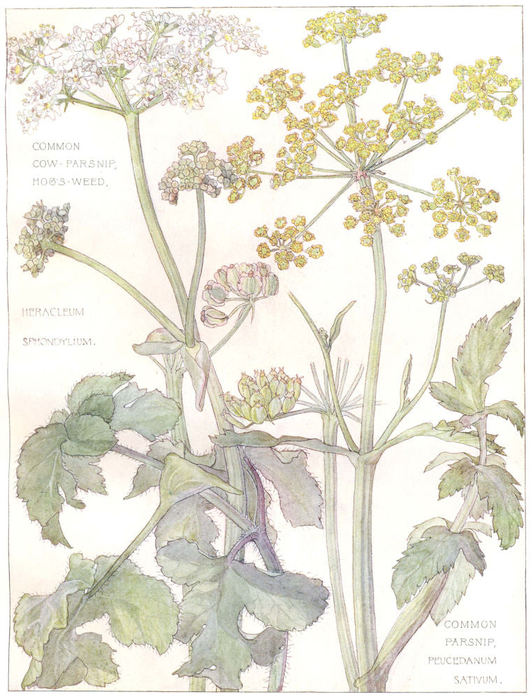 PARSLEY. Umbelliferae. Common Cow-Parsnip Hog's-Weed; Common Parsnip  1907